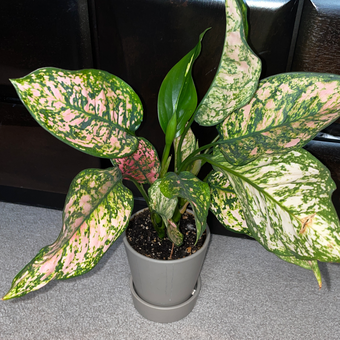 Dieffenbachia plant photo by @emilyburgit named Pretty on Greg, the plant care app.