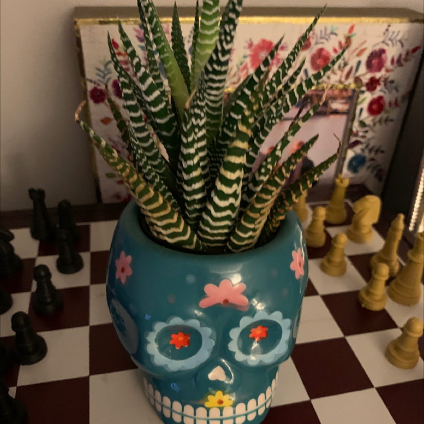 Healthy variegated succulent Haworthiopsis limifolia in a teal skull pot, well-framed against a checkered background with chess pieces.