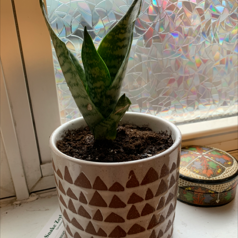 Zeylanica Snake Plant in a decorative pot on a windowsill, appearing healthy.