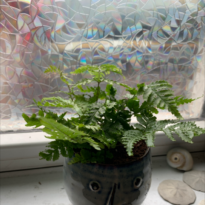 Potted Black Spleenwort plant on a windowsill with decorative window film in the background.