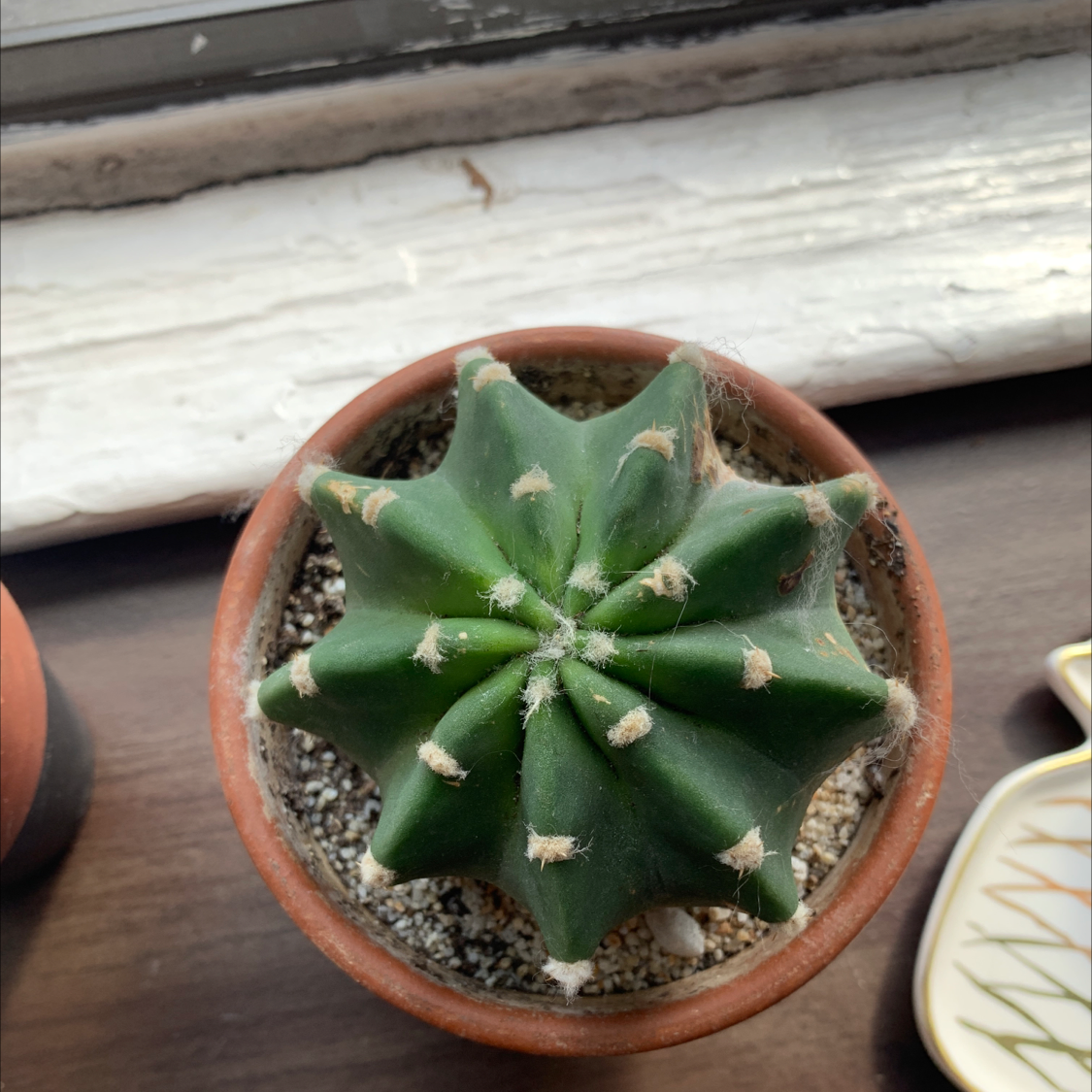 Moon Cactus plant photo by @Jennah606 named ChloroPhil on Greg, the plant care app.