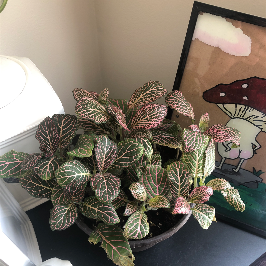 Nerve Plant (Fittonia) in a pot with vibrant green leaves and pink veins.