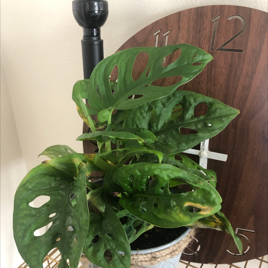 Healthy Monstera deliciosa plant with lush green leaves featuring characteristic holes and splits, in woven basket.