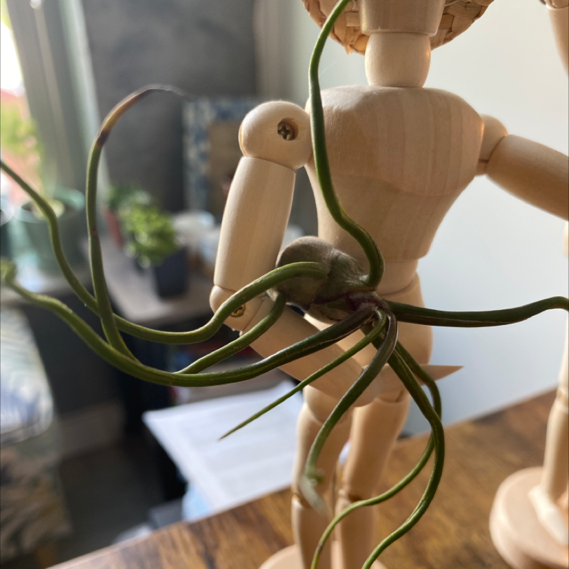 Bulbosa Air Plant attached to a wooden mannequin, with green leaves and no visible discoloration.