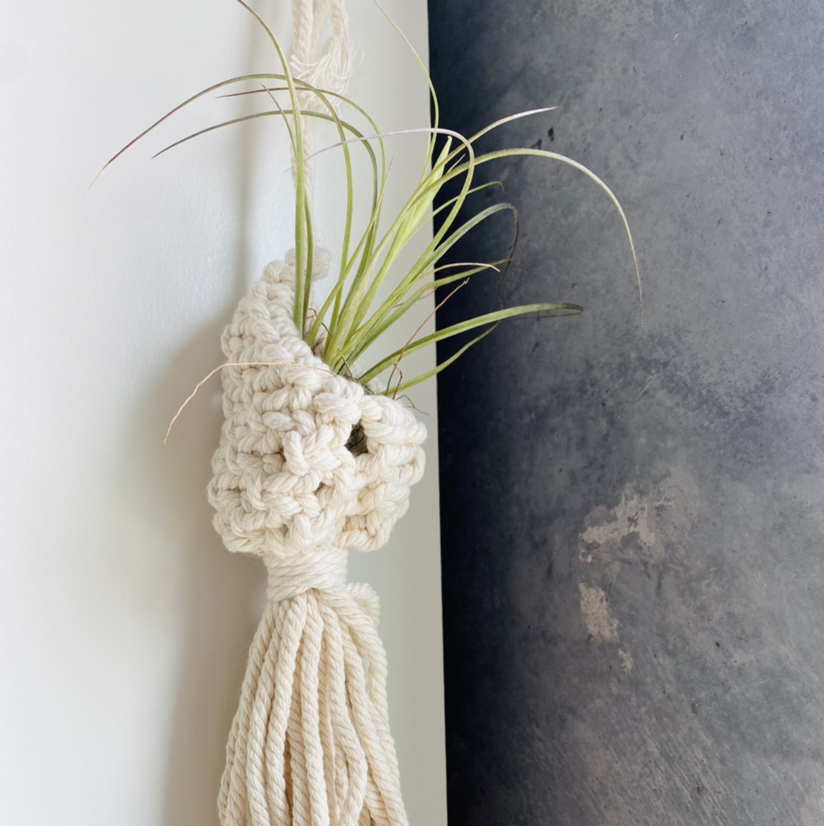 Photo of the plant species Tillandsia seideliana by @bloodandGauraa named Stella on Greg, the plant care app