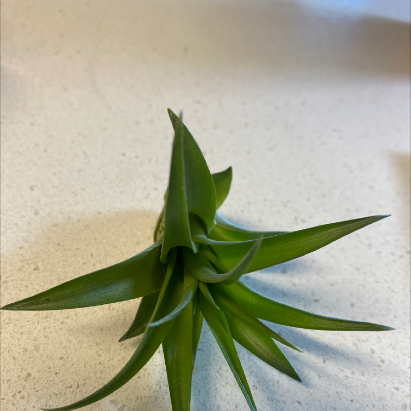 Fishbone Air Plant with green leaves on a light background.