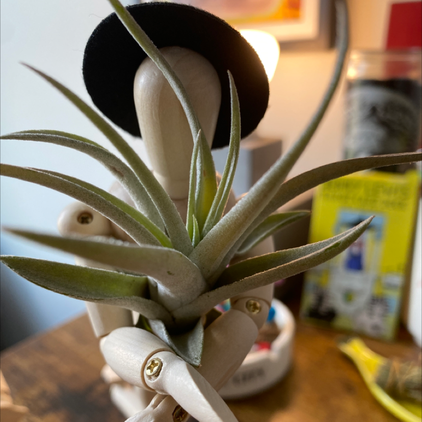 Photo of the plant species Tillandsia concolor streptophylla by @bloodandGauraa named Bertie on Greg, the plant care app