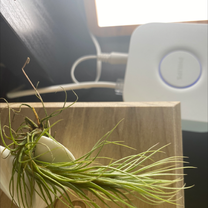 Tillandsia andreana plant on a wooden surface with a white electronic device in the background.
