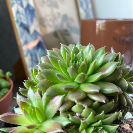 Photo of the plant species Hens and Chicks 'Ruby Heart' by Bloodandgauraa named Marissa on Greg, the plant care app