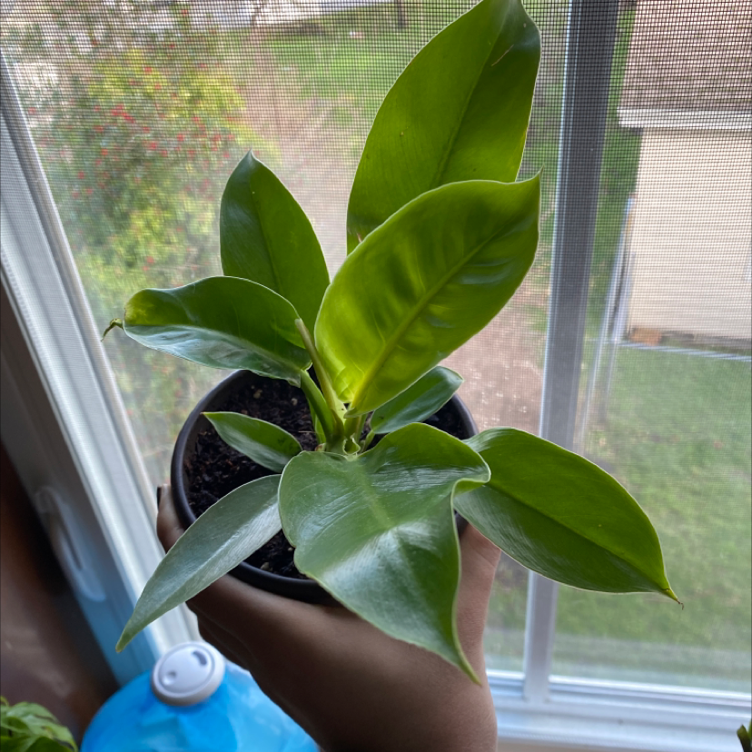 Philodendron 'Moonlight' plant held near a window, vibrant green leaves, visible soil.