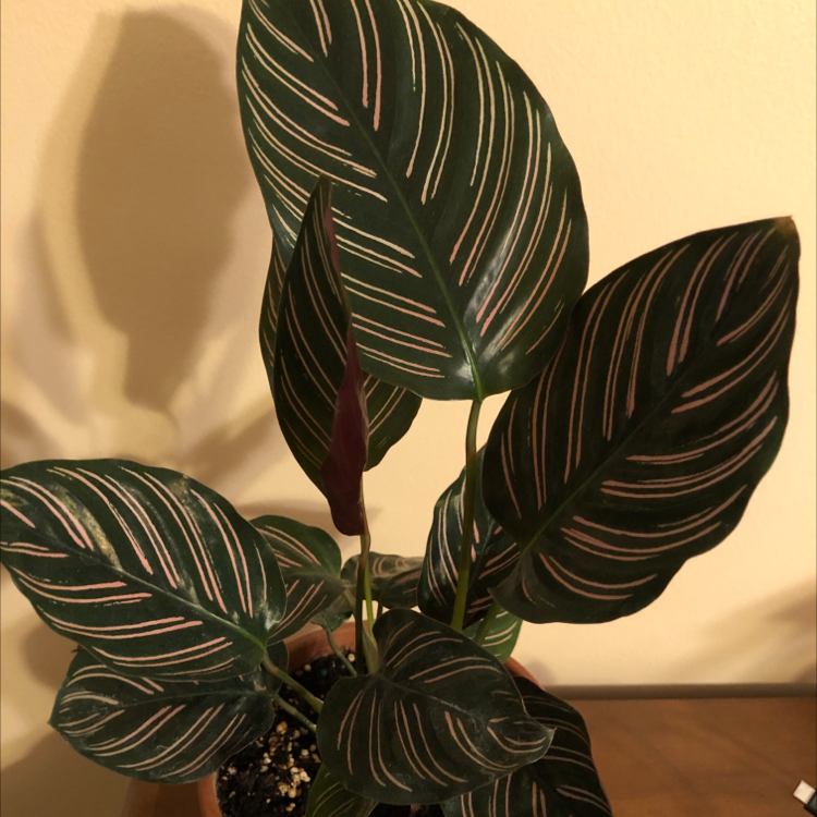 Pinstripe Calathea plant photo by @djbardenett named Your plant on Greg, the plant care app.