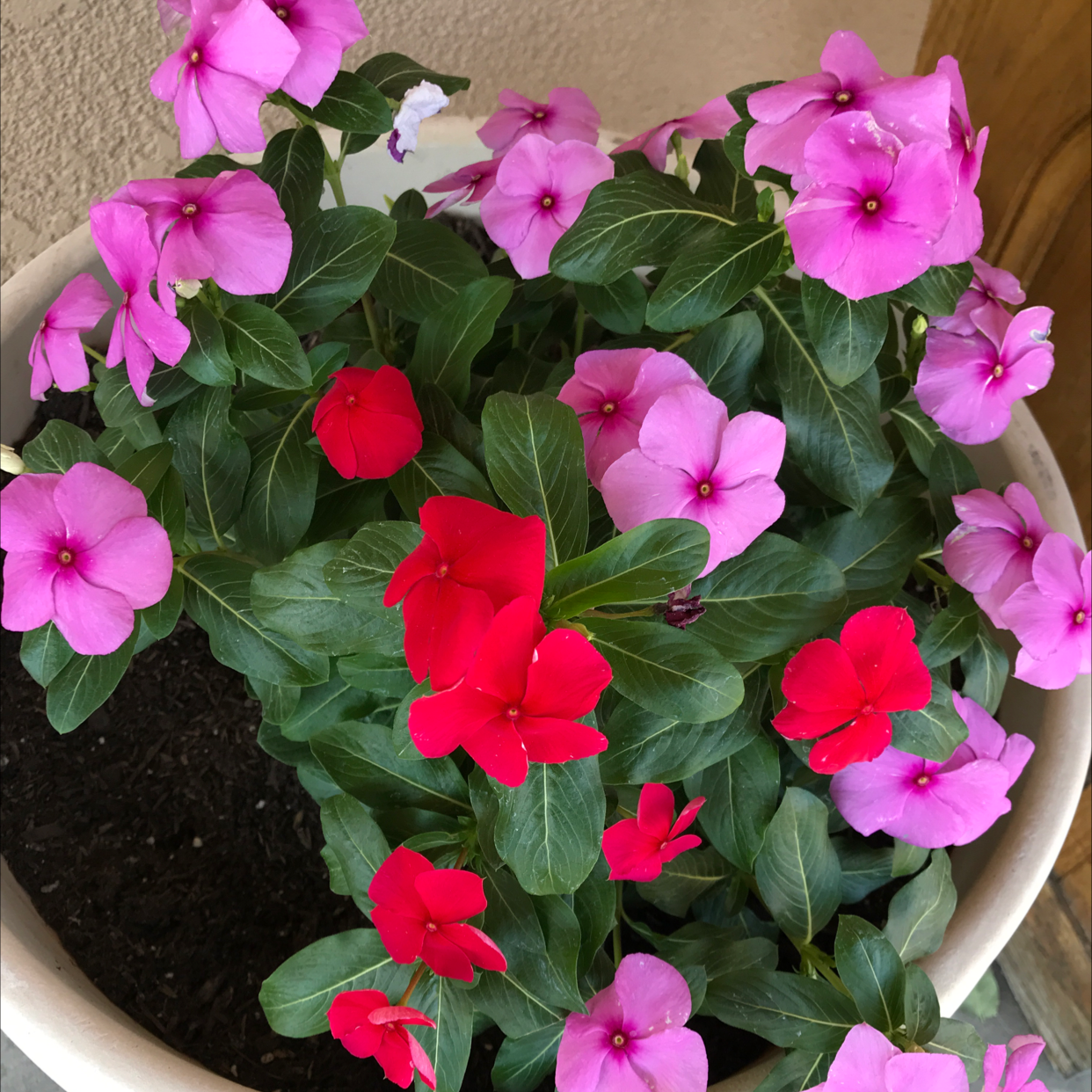 Potted Bright Eyes plant with vibrant pink and red flowers.