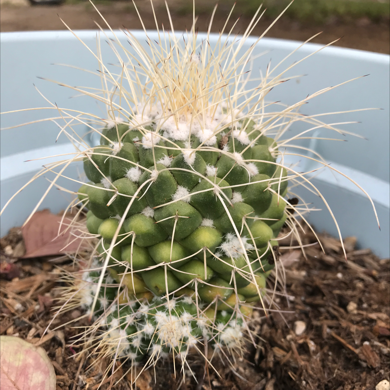 Photo of the plant species Mother of Hundreds by @Brittanyh45 named Duke on Greg, the plant care app