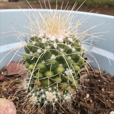 Photo of the plant species Globe Cactus by Brittanyh45 named Duke on Greg, the plant care app