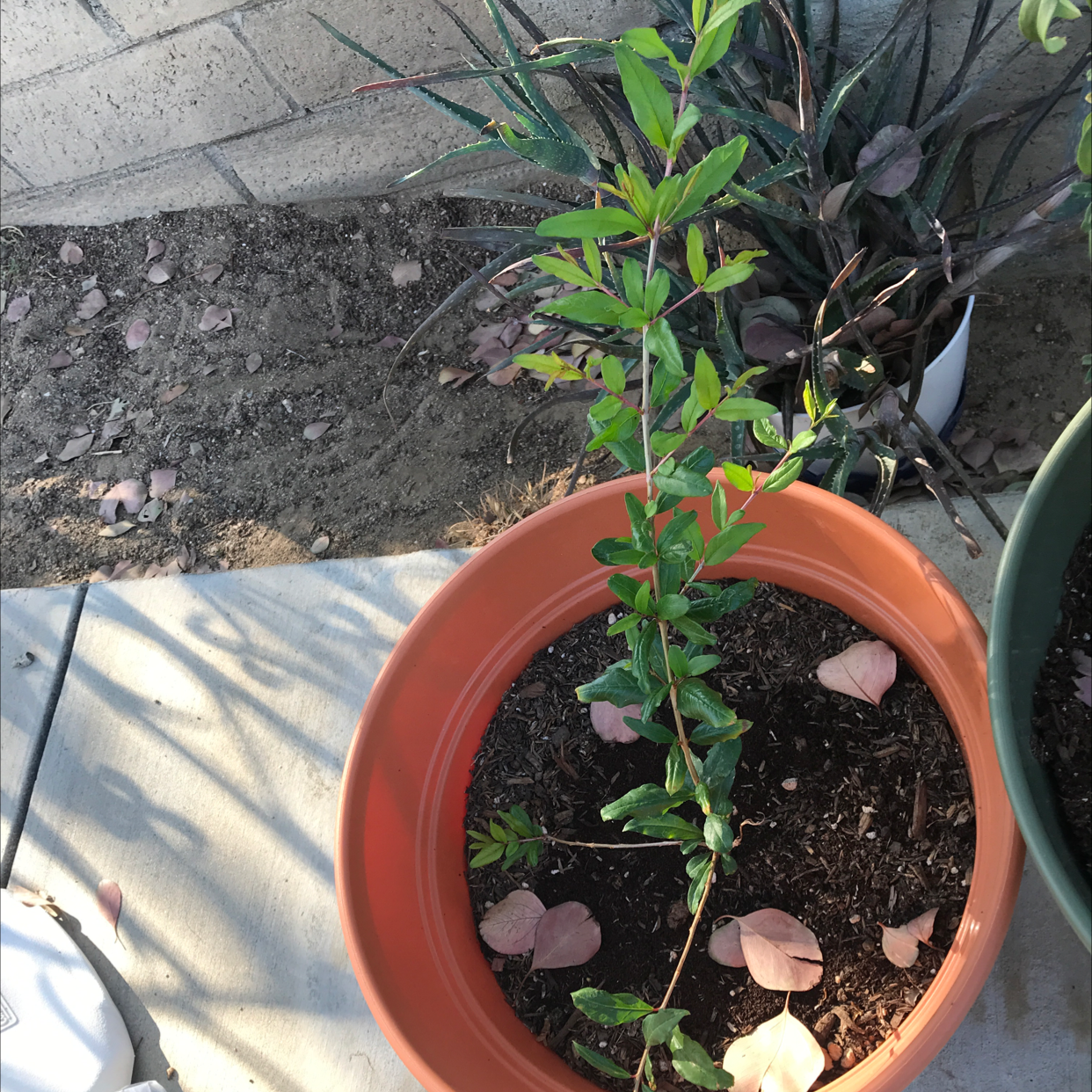 Photo of the plant species Pomegranate by @Brittanyh45 named Coco on Greg, the plant care app