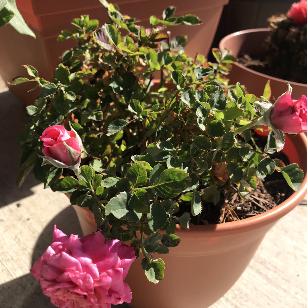 Potted Beach Rose plant with pink flowers and buds in good health.