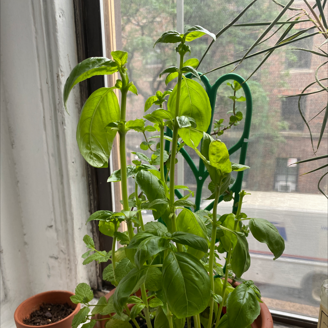 Sweet Basil plant photo by @Smartt88 named Zeus on Greg, the plant care app.