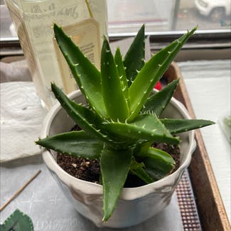 Short-Leaved Aloe plant in New York, New York