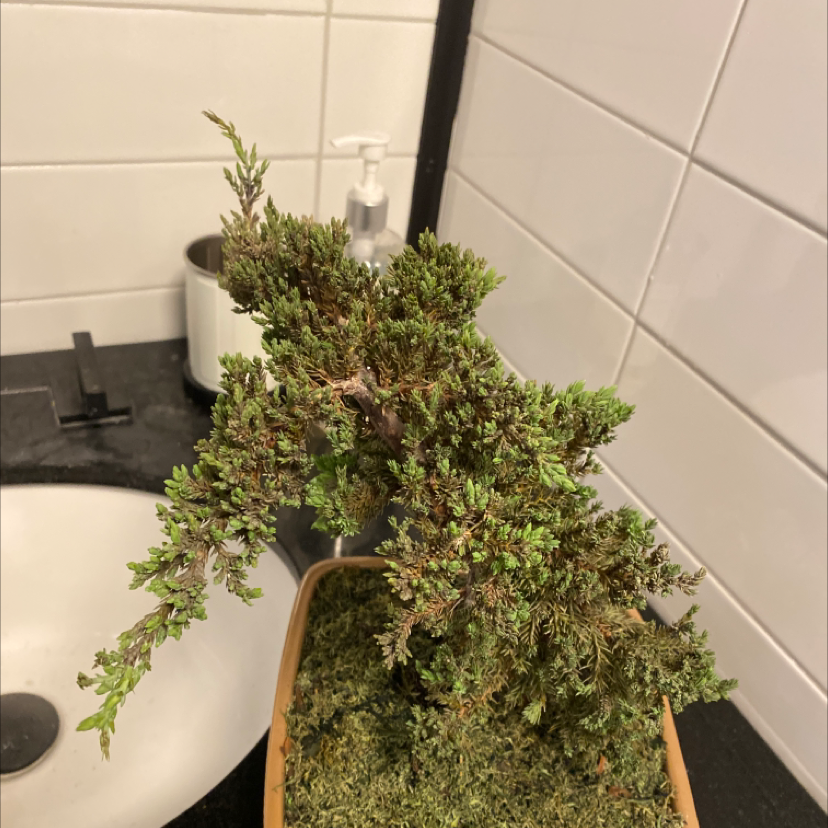 American Juniper plant in an indoor setting with dense, green foliage.