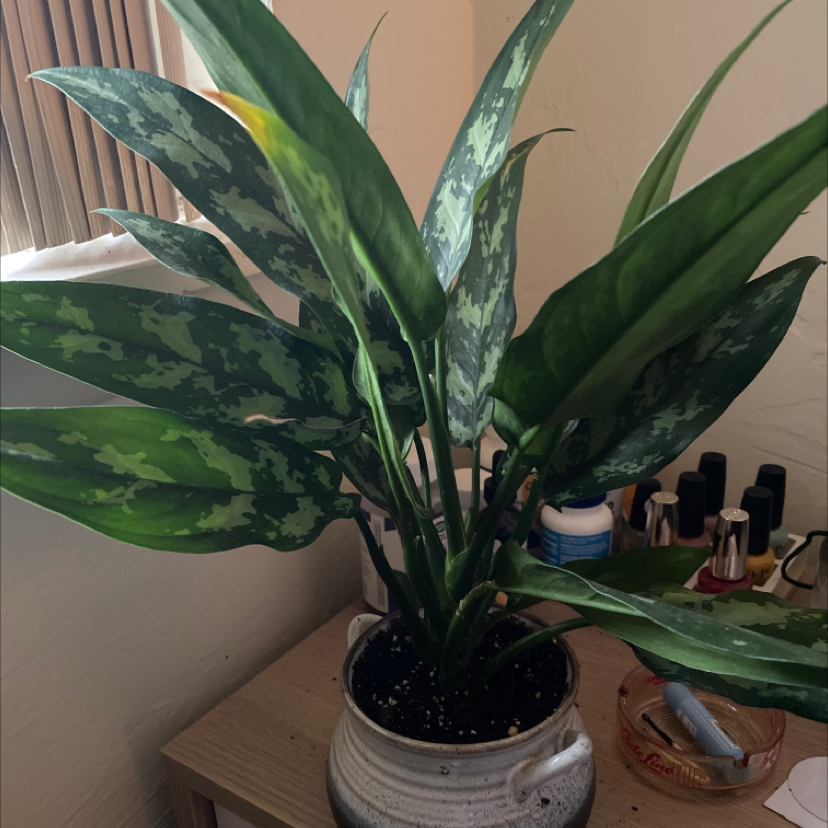 Photo of the plant species Philippines Aglaonema by Anna named Coco on Greg, the plant care app