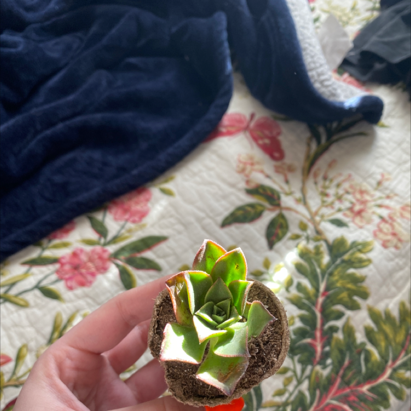 Aeonium 'Kiwi' succulent held by a hand with visible soil, well-framed and in focus.