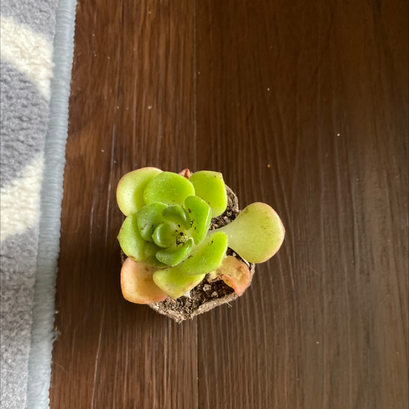 Aeonium 'Lily Pad' succulent plant in a pot with visible soil on a wooden surface.