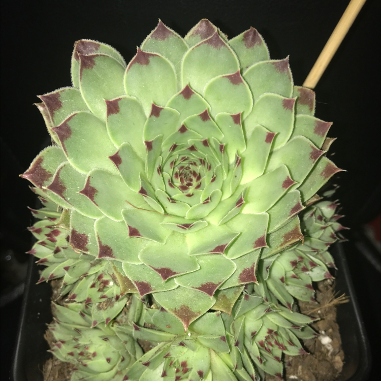 Hens and Chicks plant photo by @Harrypotterlover named Ginny Weasley on Greg, the plant care app.