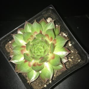 Hens and Chicks plant photo by @Harrypotterlover named Luna on Greg, the plant care app.