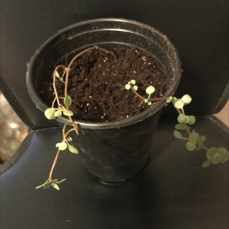 Maidenhair Vine plant photo by @Harrypotterlover named Toothless on Greg, the plant care app.