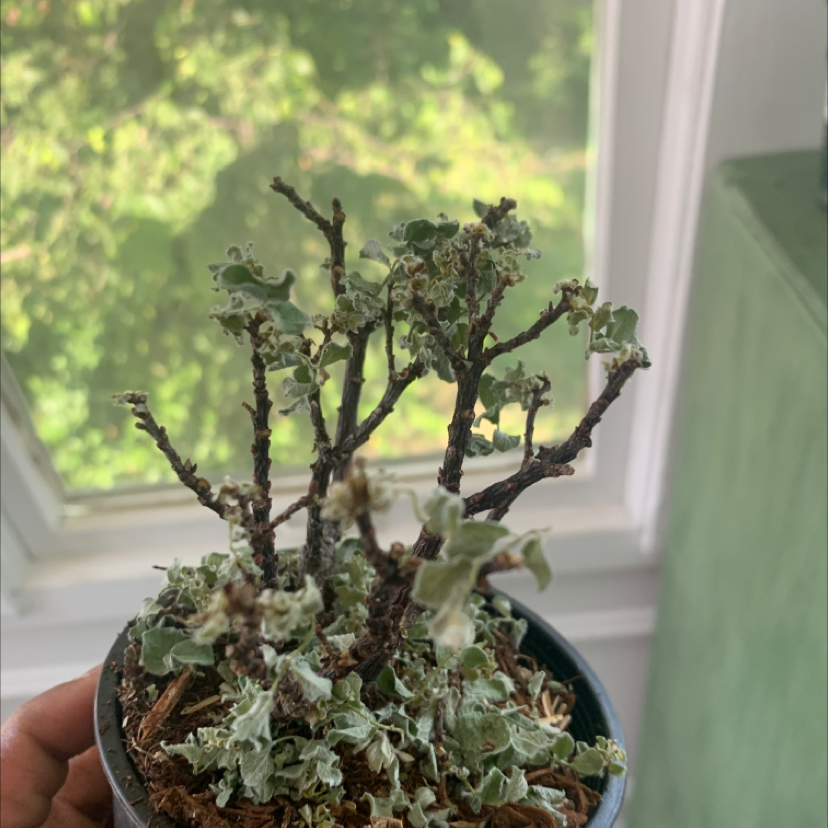 Photo of the plant species Boyd's Willow by Jamal named Apollo on Greg, the plant care app