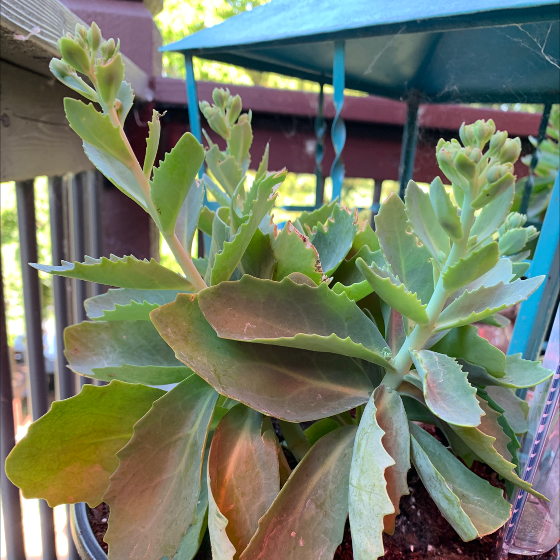 Closeup of a healthy, mature Showy Stonecrop succulent plant with thick, fleshy leaves tinged red on the edges.
