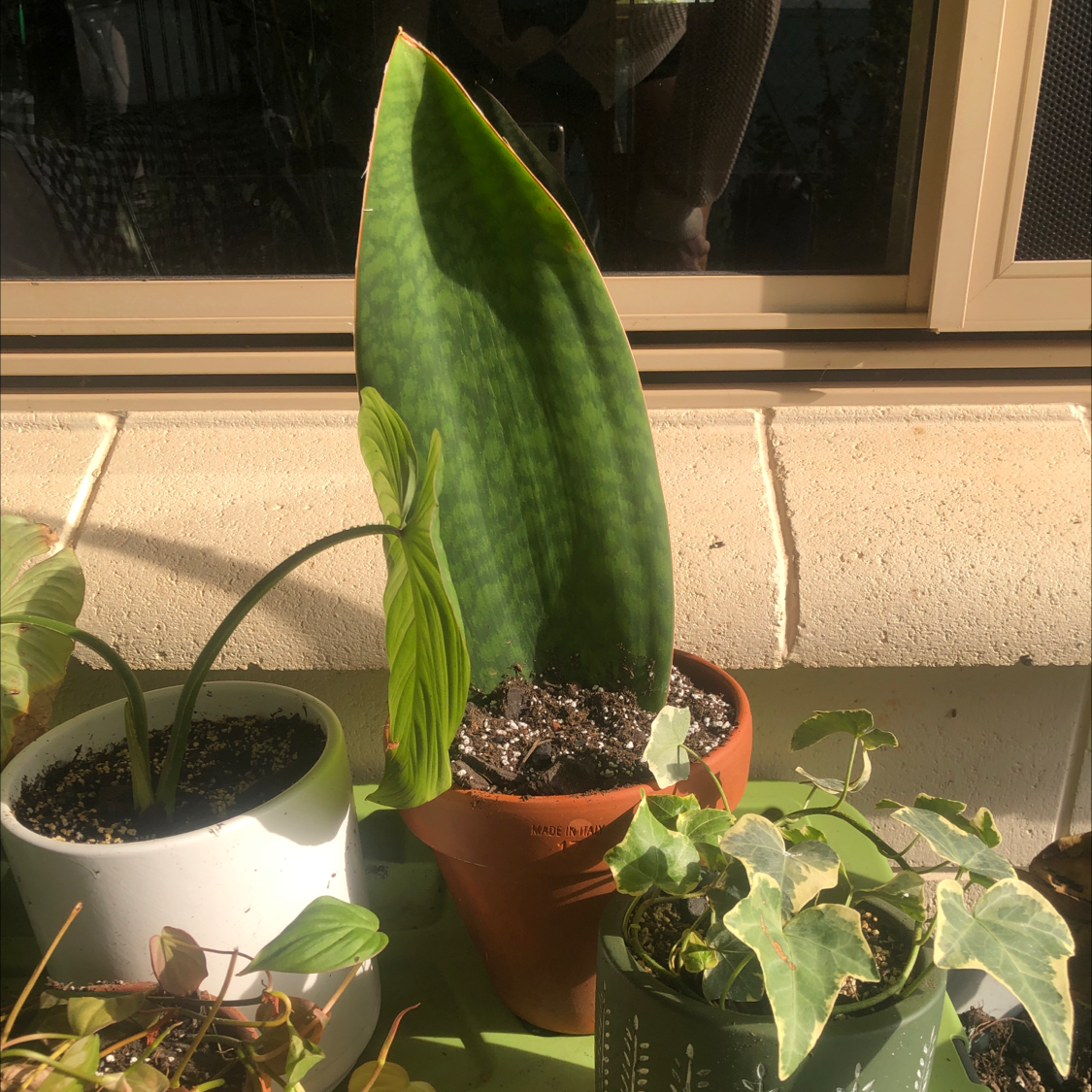 Whale Fin Snake Plant in a terracotta pot with other plants in the background.