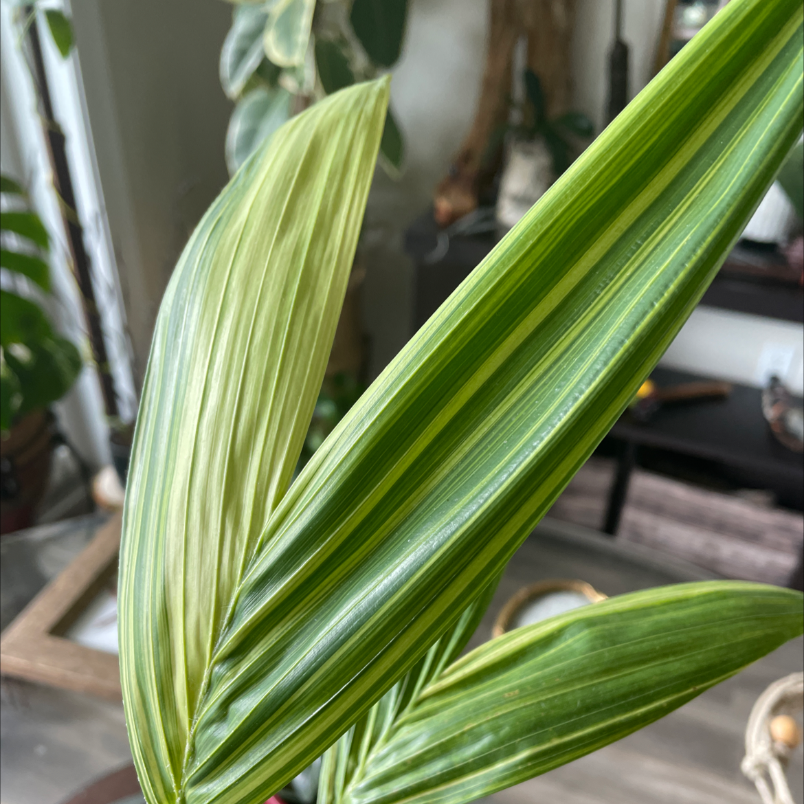 Healthy green Rhapis palm with long fronds growing indoors among other plants and furniture.