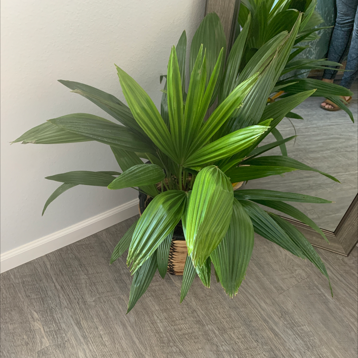 Healthy, vibrant green Rhapis palm in a woven basket planter, well-centered on a light wood floor.