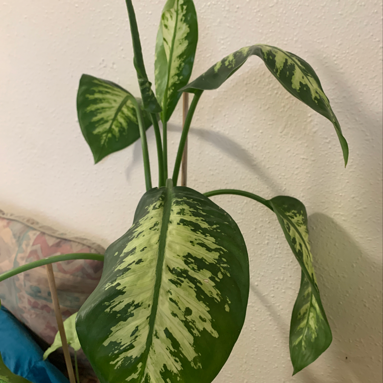Healthy Dieffenbachia plant with large, glossy green and white variegated leaves, no signs of disease or deficiency.