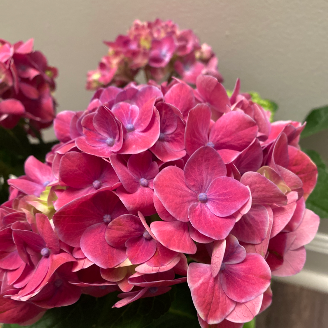 French Hydrangea with vibrant pink flowers, healthy and well-focused.