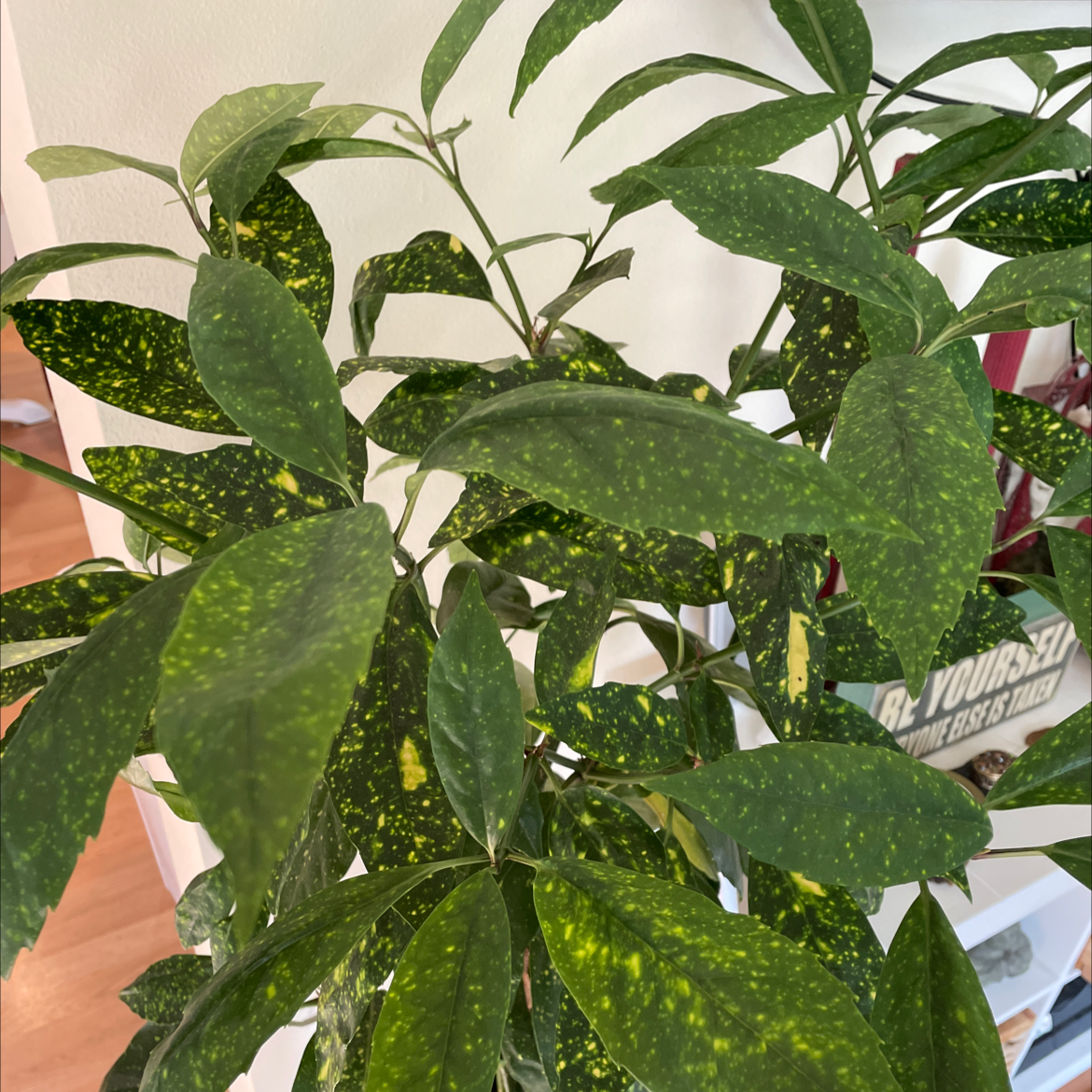 Close-up of a healthy, thriving Japanese Laurel plant with glossy dark green leaves, no signs of damage or disease.