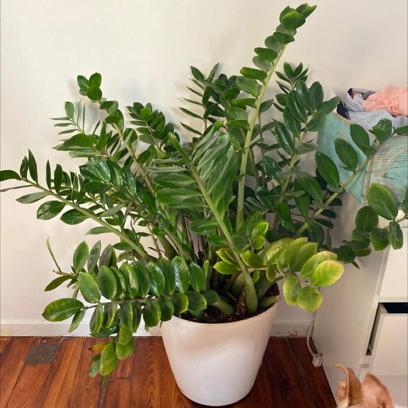 Zamioculcas Zamiifolia plant photo by Ruth named El zzonstruo on Greg, the plant care app.