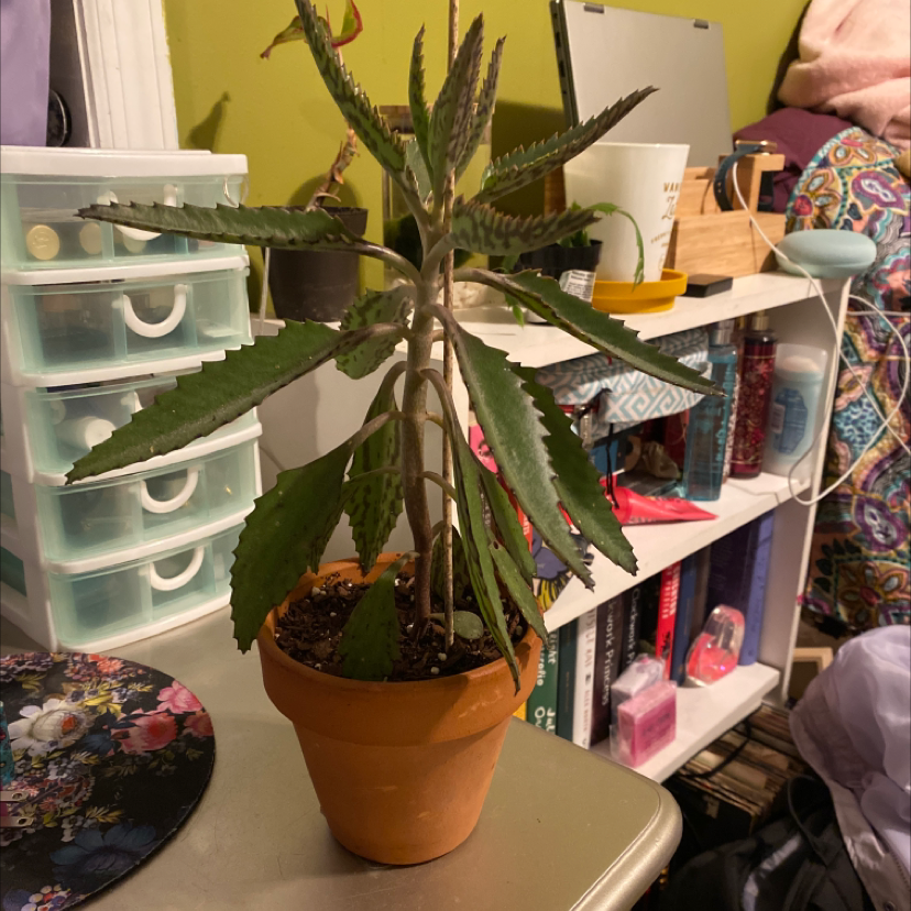 Photo of the plant species Mother of Thousands by @lavfox27 named Coco on Greg, the plant care app