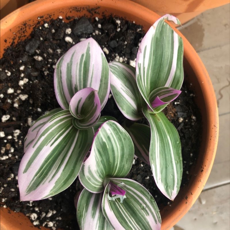 Healthy Small-Leaf Spiderwort plant with vibrant green and white striped leaves in a terracotta pot against concrete background.