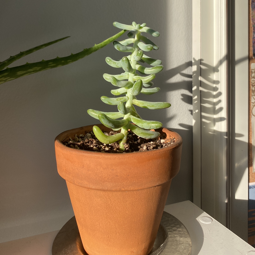 Photo of the plant species Echeveria 'Gusto' by Ashby named elle on Greg, the plant care app