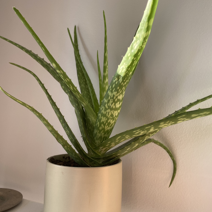 Aloe vera plant photo by Ashby named keanu leaves on Greg, the plant care app.