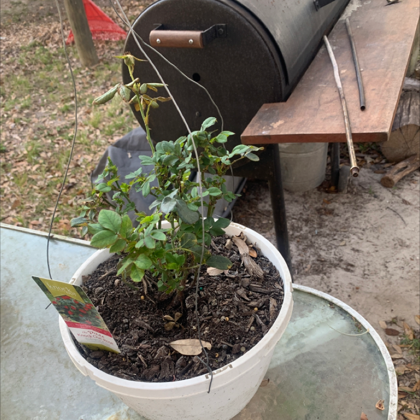 Potted Chinese Privet with some yellowing and browning leaves, visible soil.
