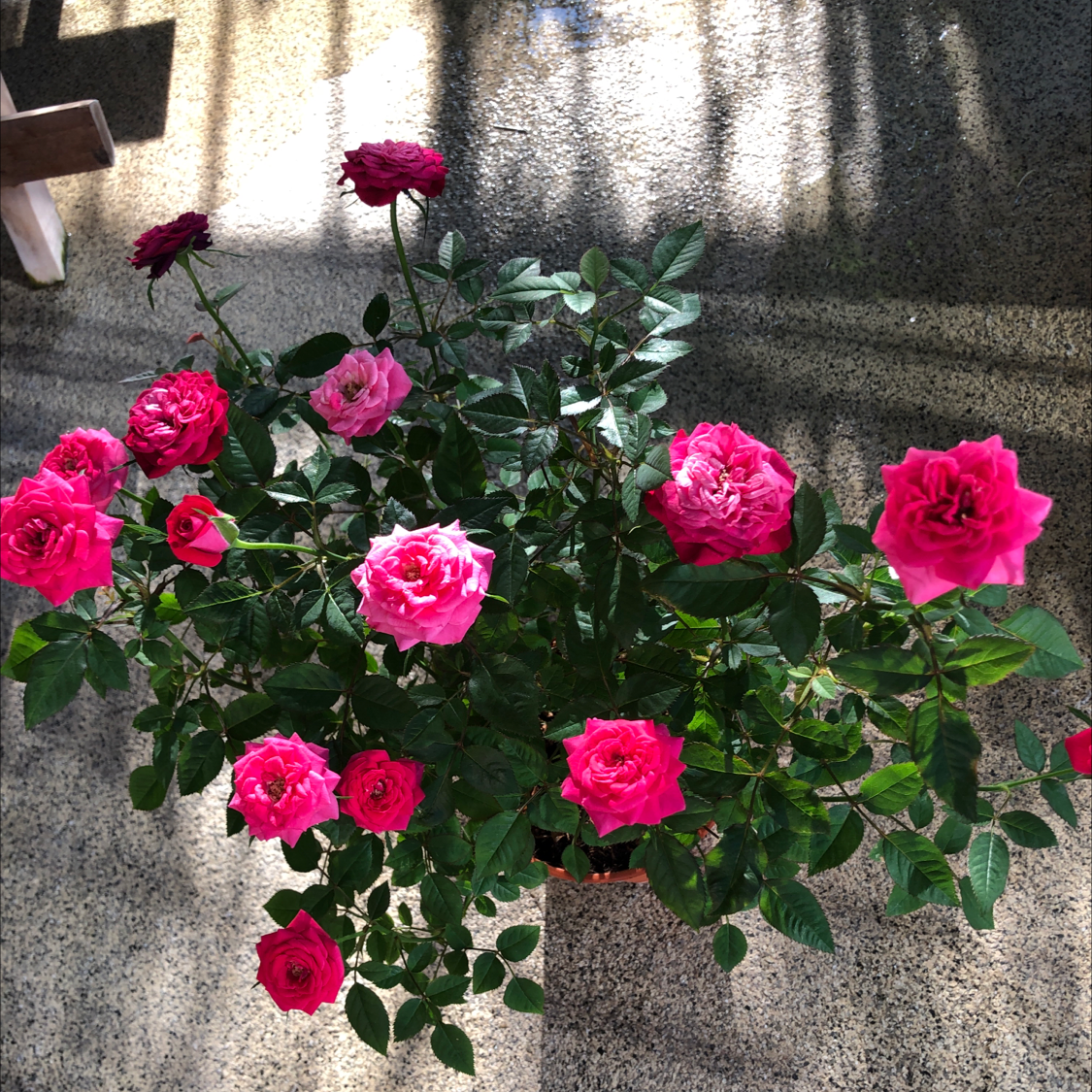Beach Rose plant with vibrant pink flowers on a textured surface with shadows.