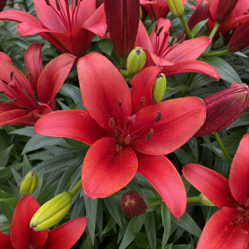 Vibrant Orange Daylily with multiple blooms and buds, appearing healthy.