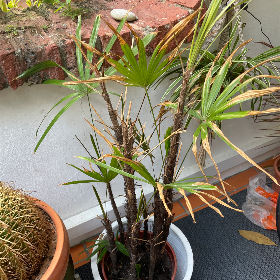 Healthy potted Rhapis palm with thin green fronds, situated on gray floor mat with red clay pot in background.
