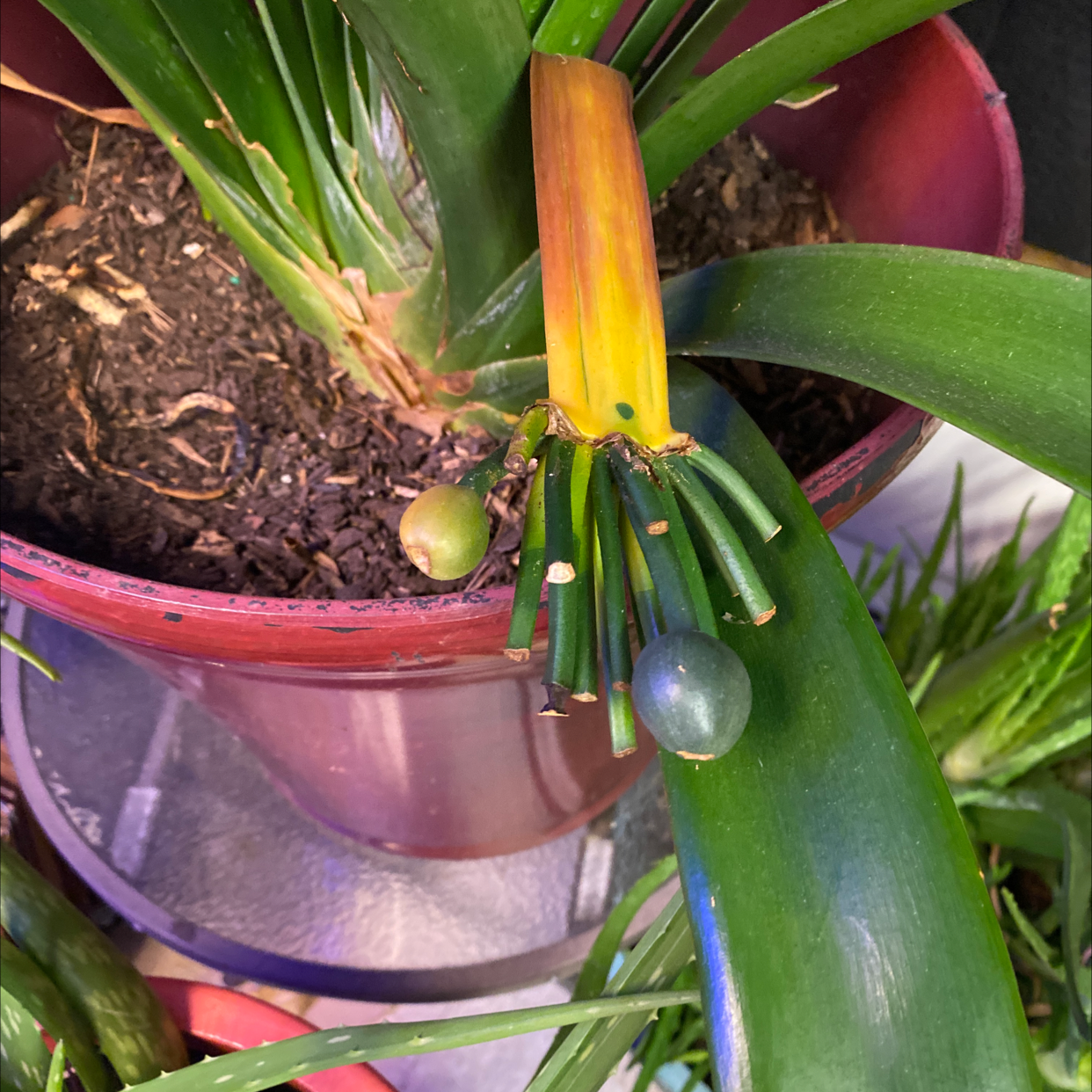 Potted Bush Lily with visible yellowing leaf and soil.