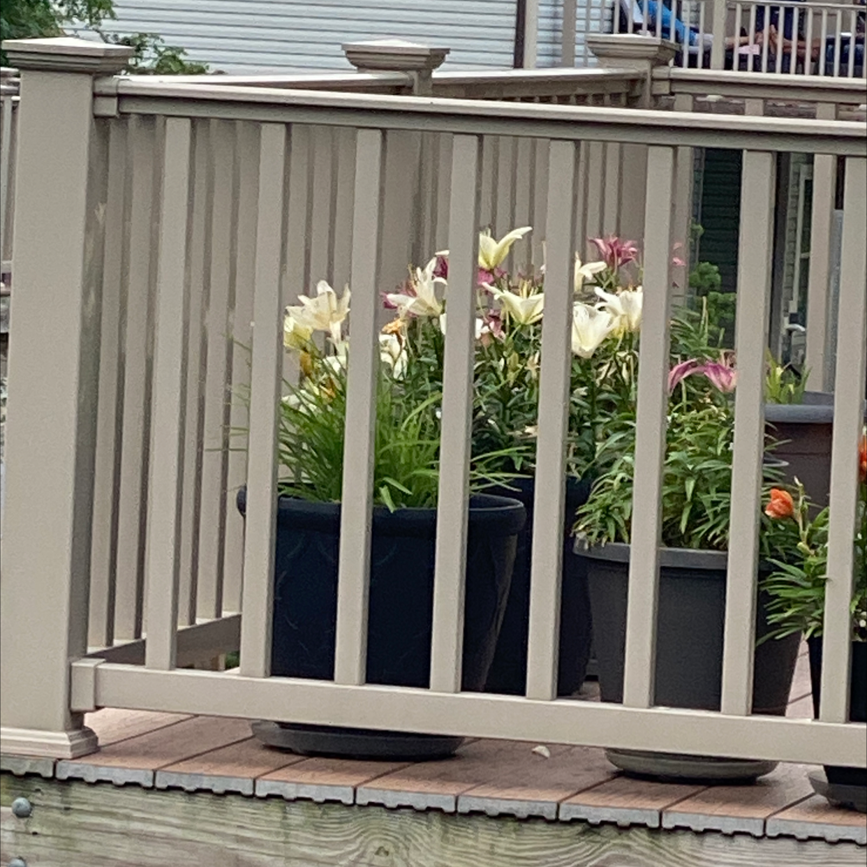 Potted Resurrection Lilies flowering on a wooden deck with railing.