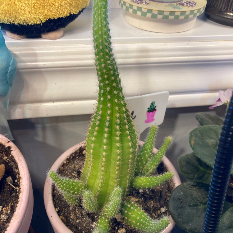 Photo of the plant species Peanut Cactus by @julianicole13 named Carl on Greg, the plant care app