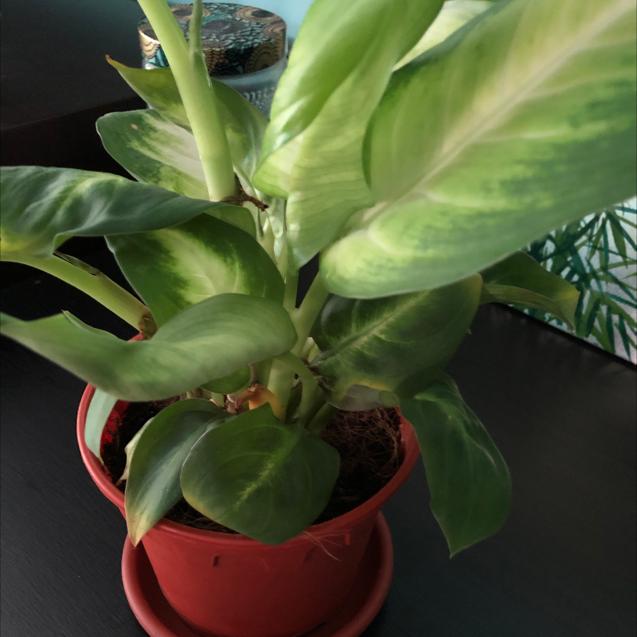 Dieffenbachia 'Tropic Marianne' plant in a red pot with healthy green leaves.